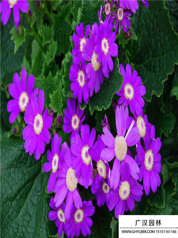 瓜葉菊 (1).jpg