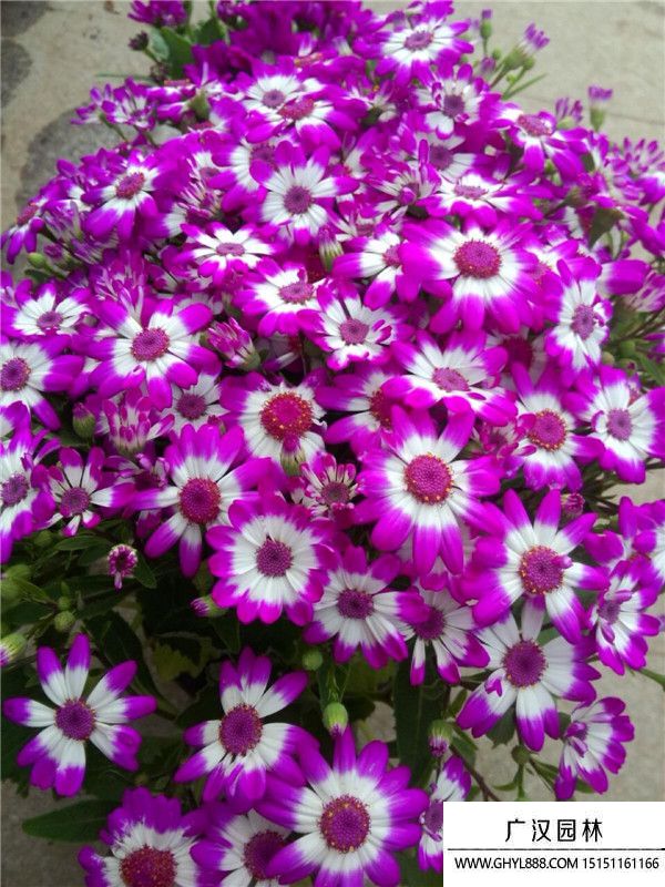 瓜葉菊 (3).jpg