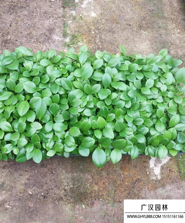 豆瓣綠