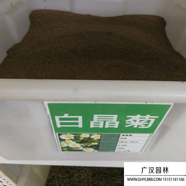 白晶菊種子