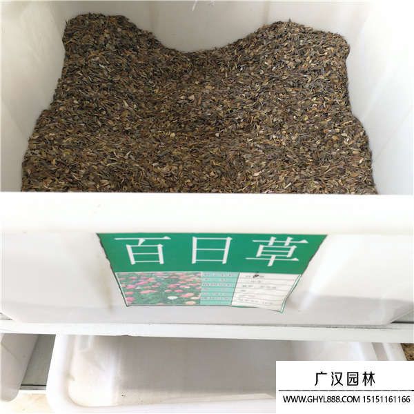 百日菊種子