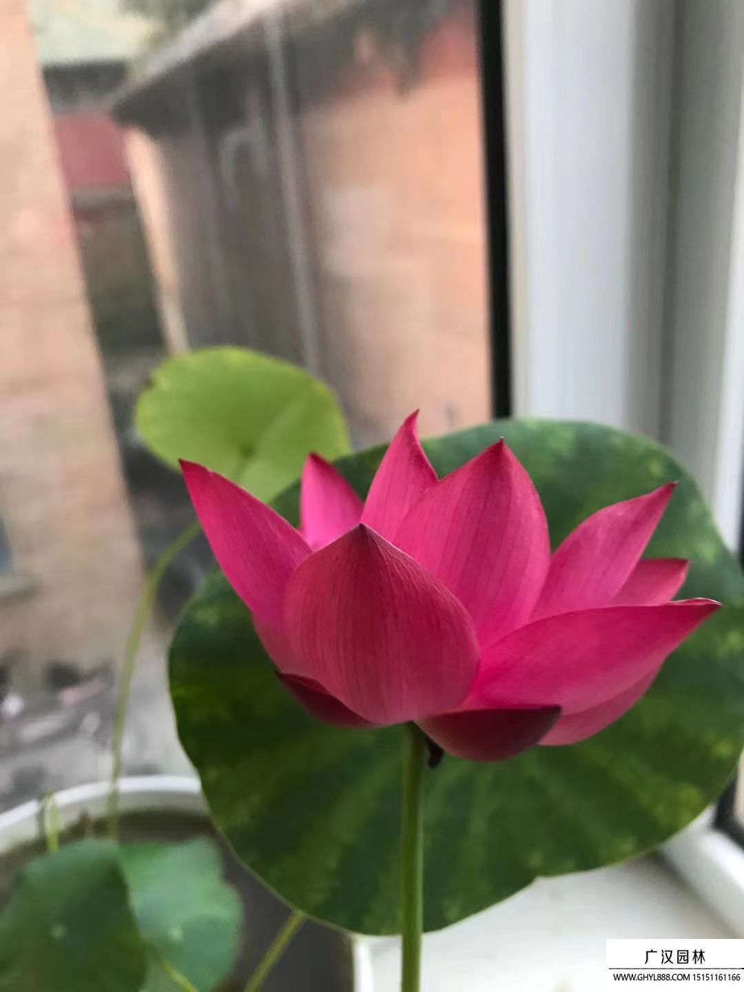 碗蓮