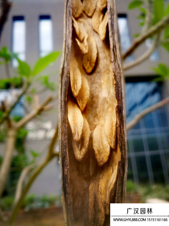 雞蛋花種子