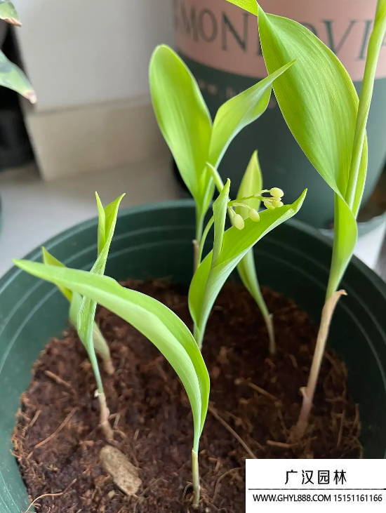 鈴蘭花