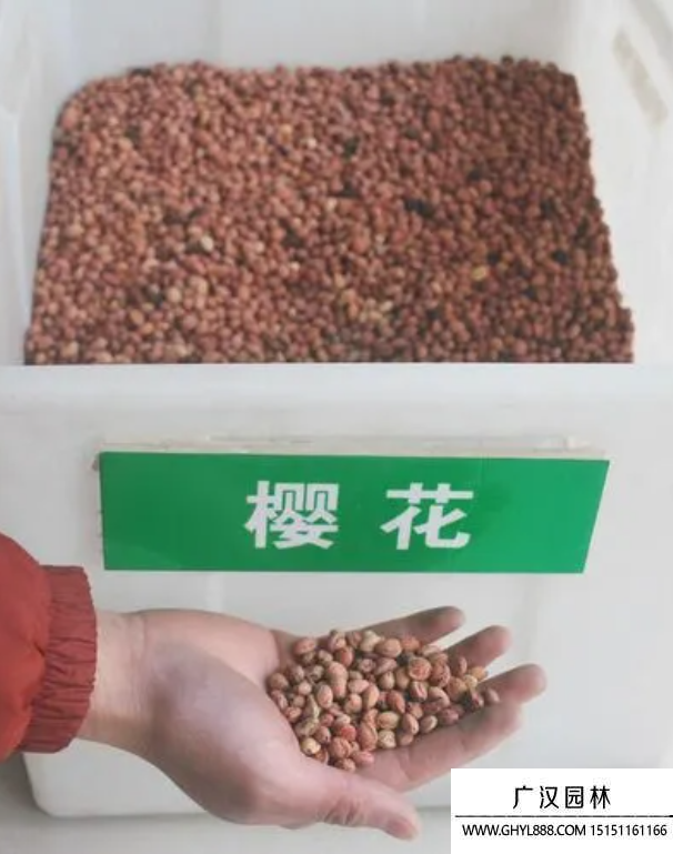 櫻花種子