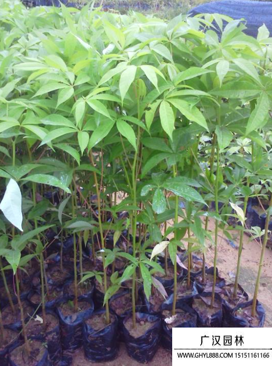 木綿花