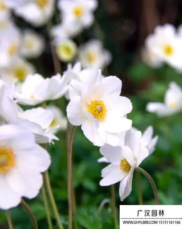 銀蓮花