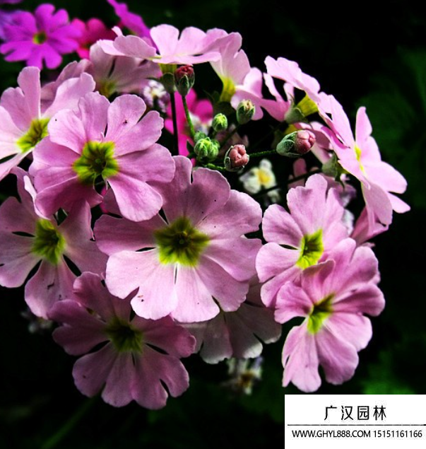 櫻草