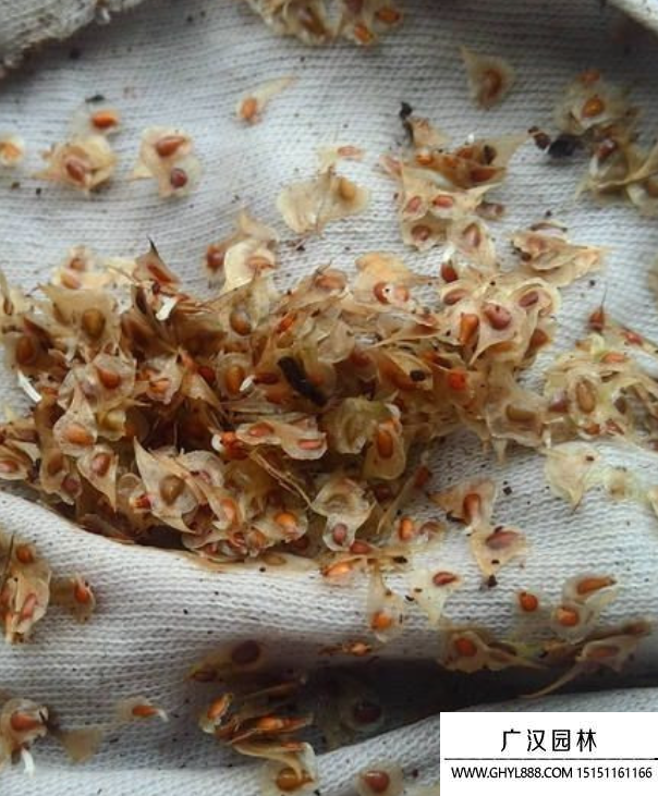 花毛茛種子