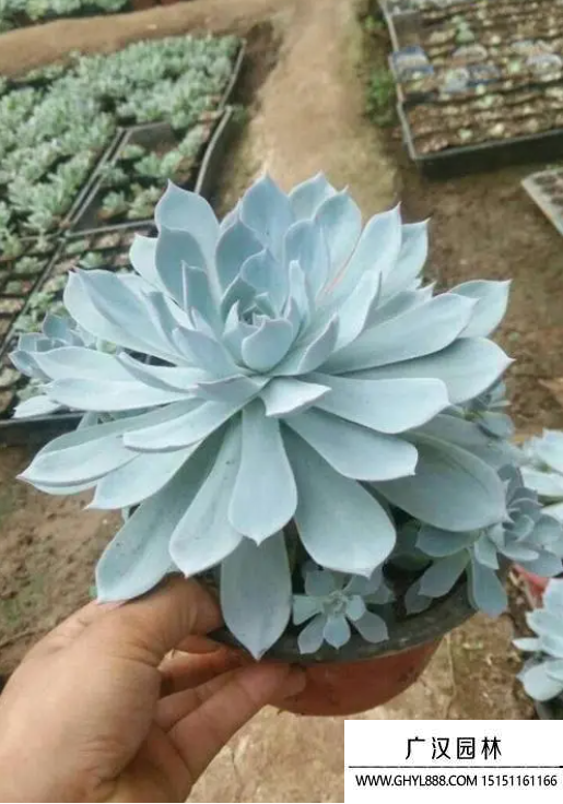 藍石蓮