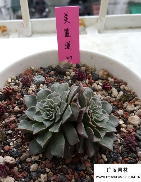 美麗蓮