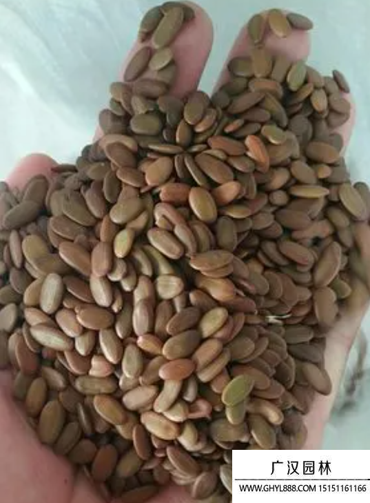 合歡種子