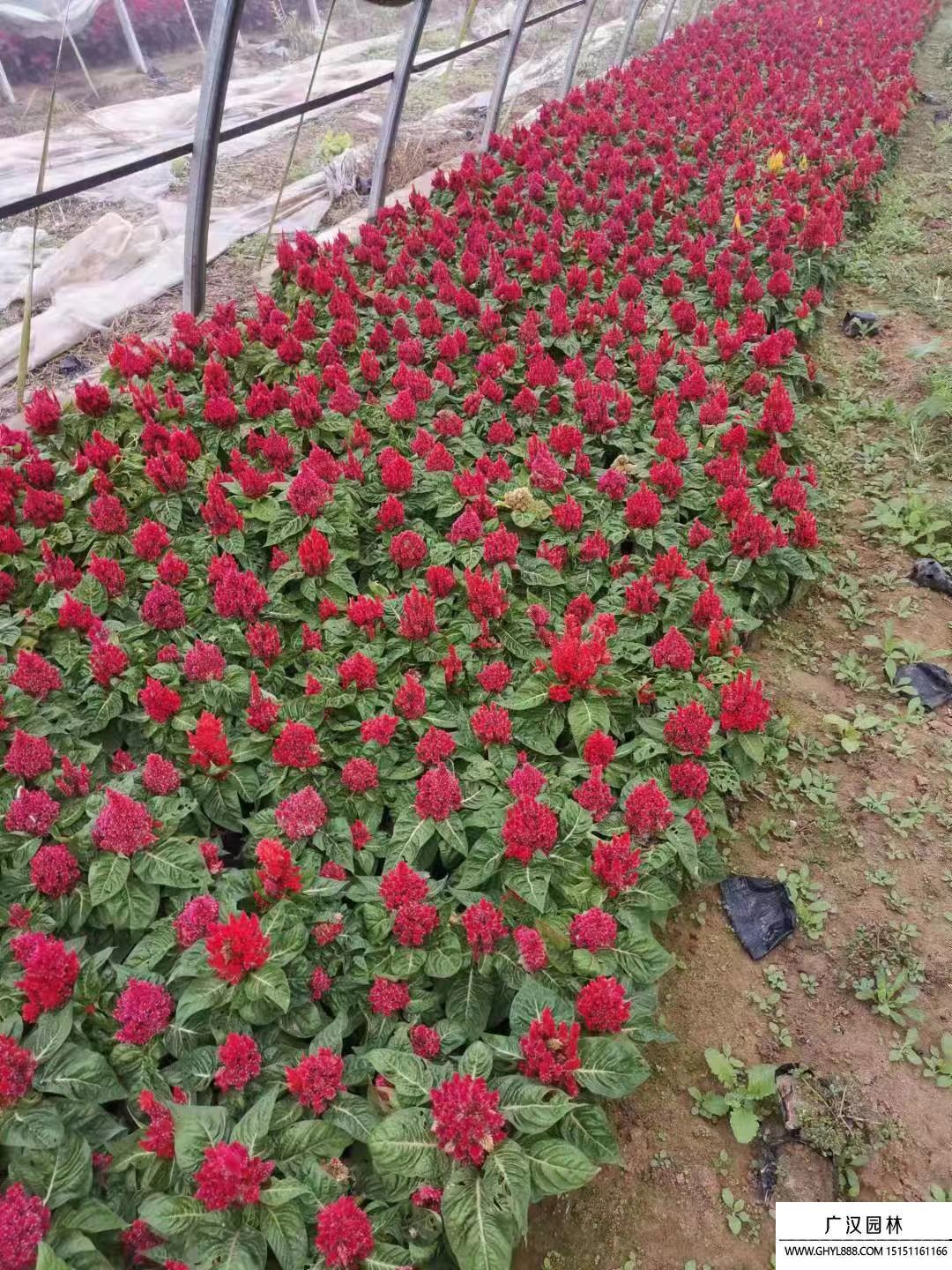 雞冠花