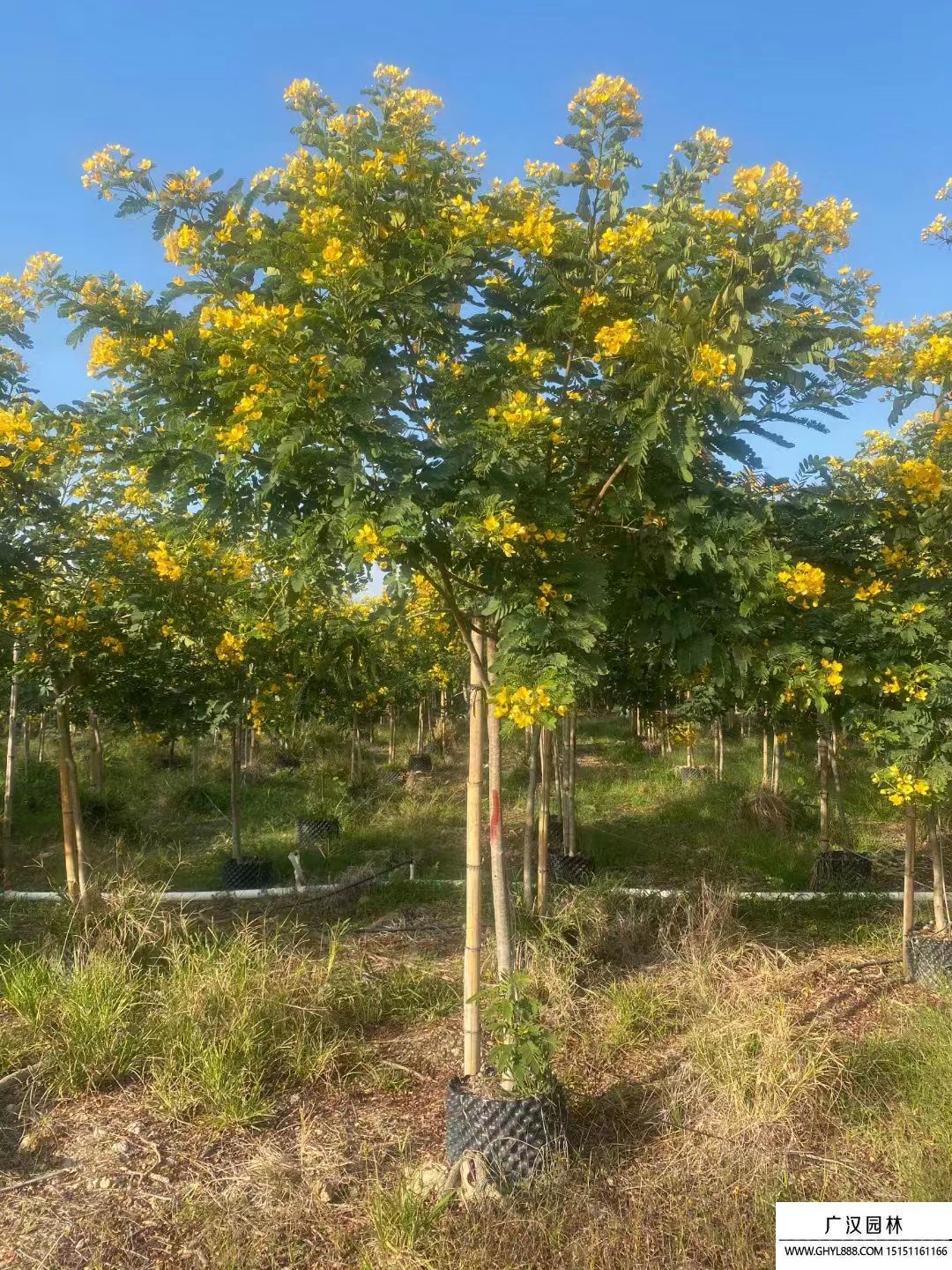黃花槐