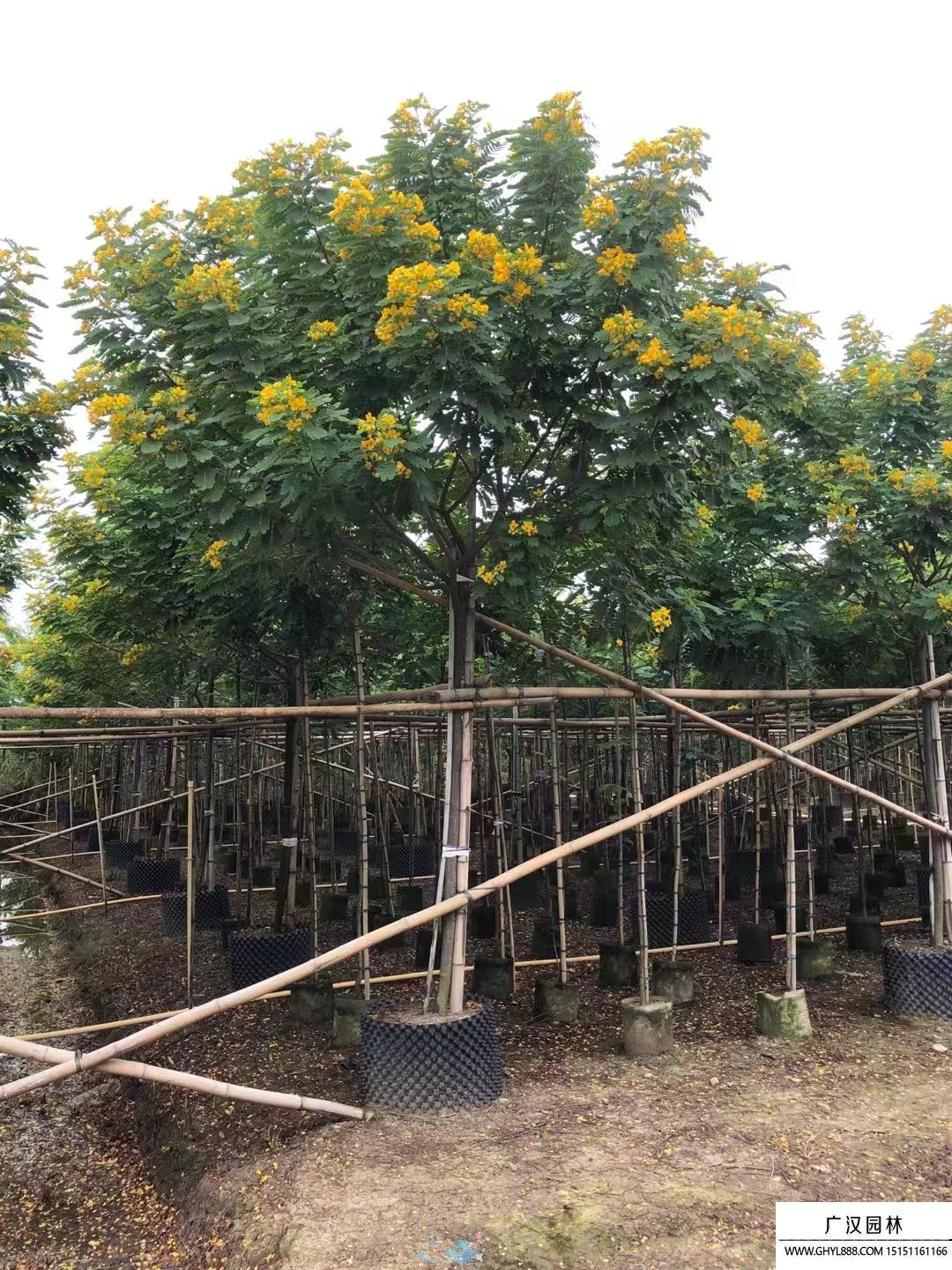 黃花槐