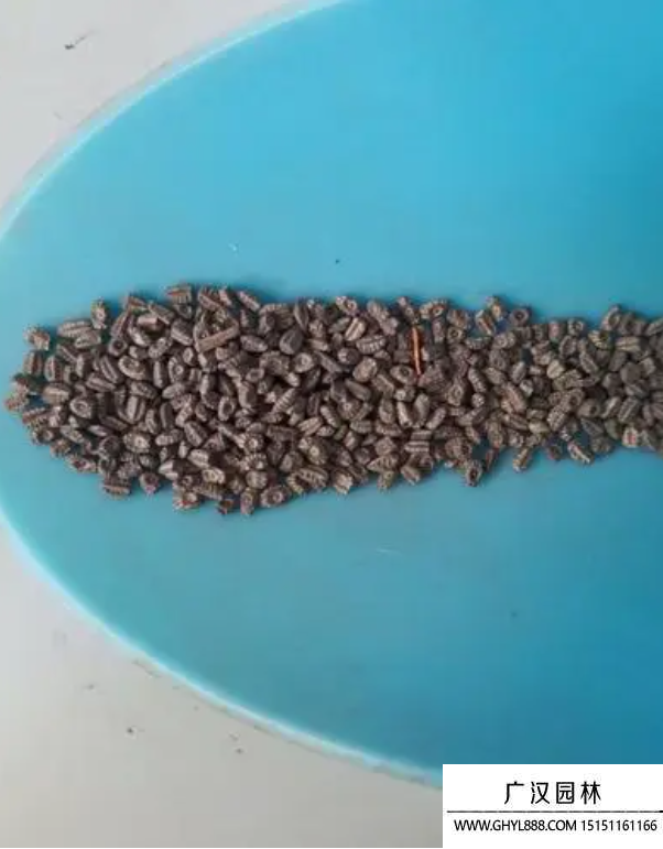 紫露草種子