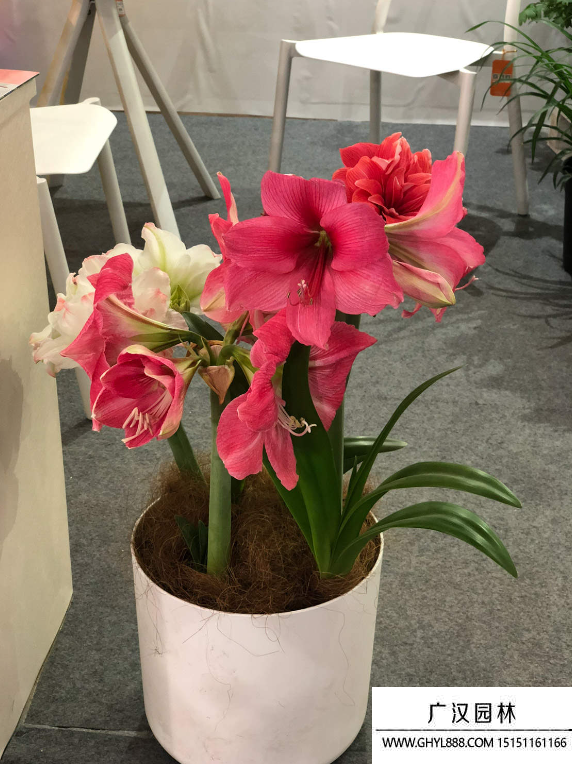 朱頂紅