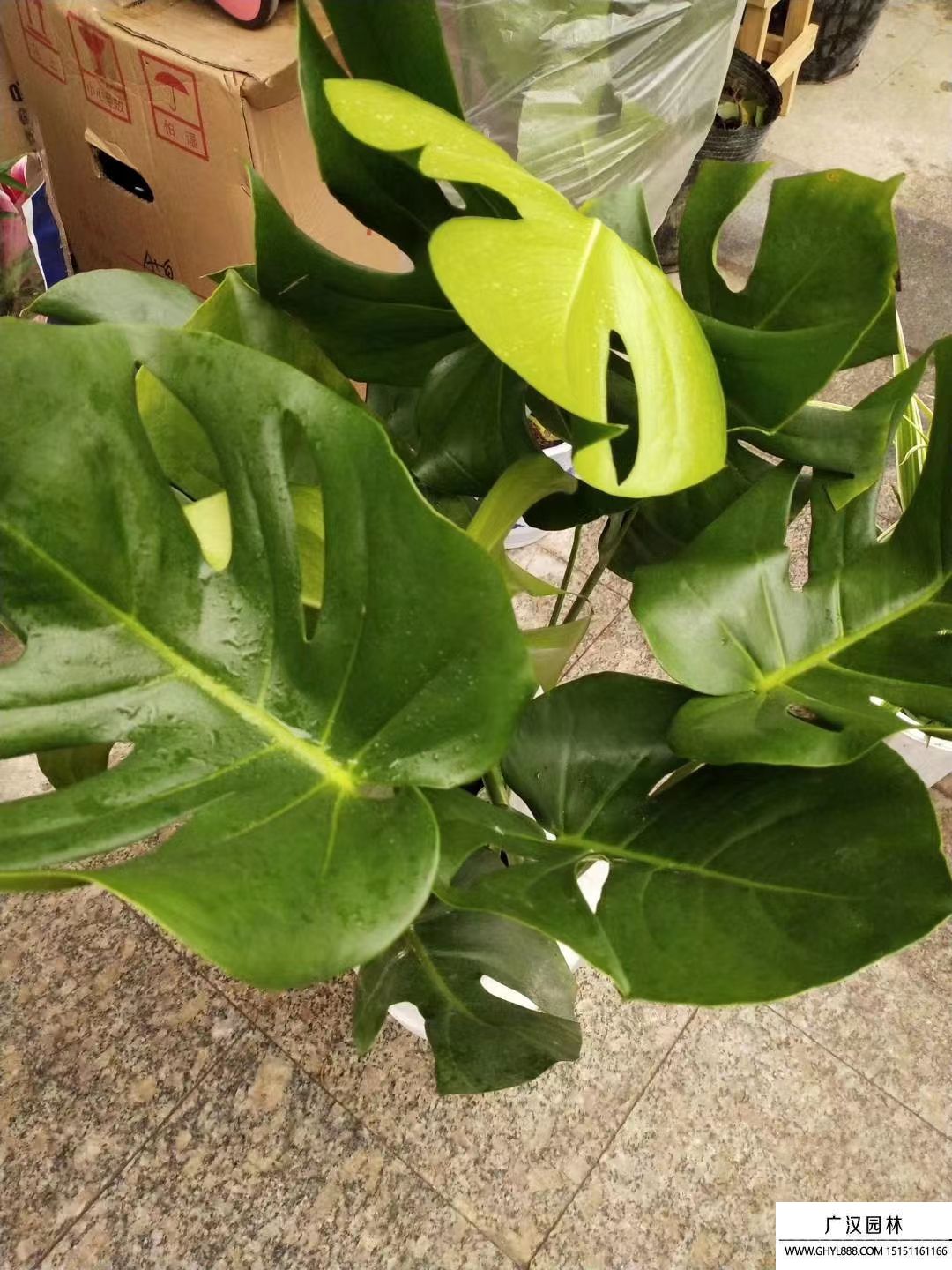 龜背竹