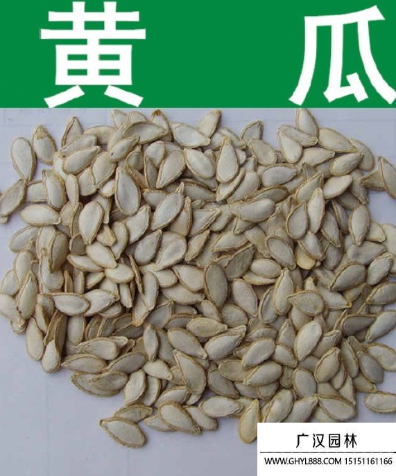 水果黃瓜種子