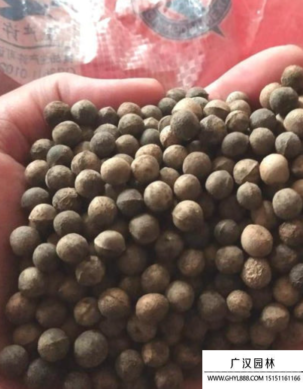 香樟樹種子