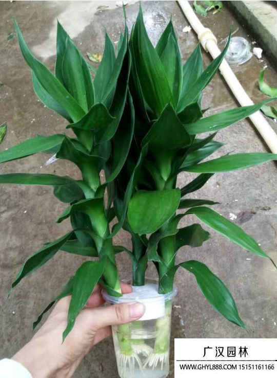 觀音竹