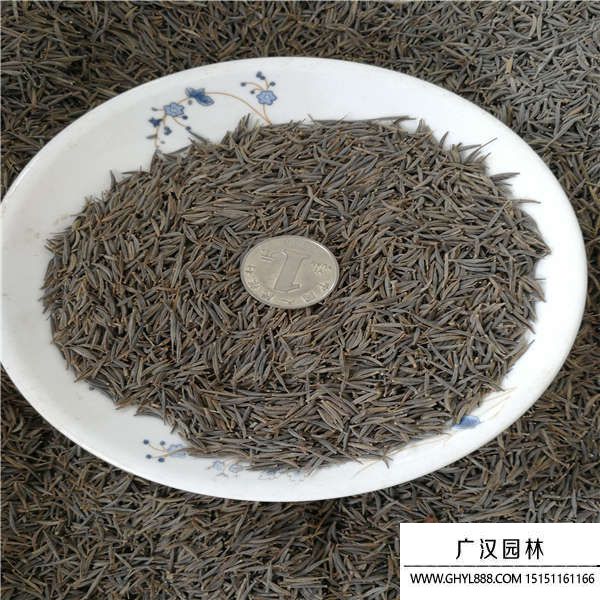 菊花種子