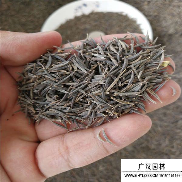 菊花種子