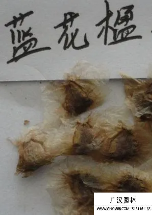 藍花楹種子
