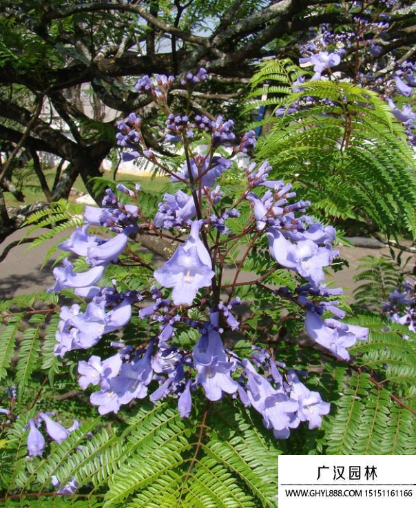 藍花楹