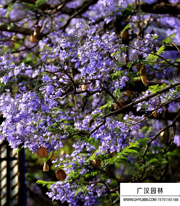 藍花楹
