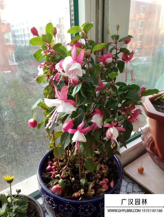 燈籠花