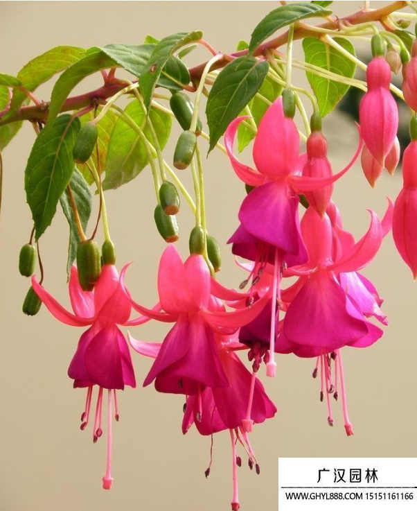 燈籠花