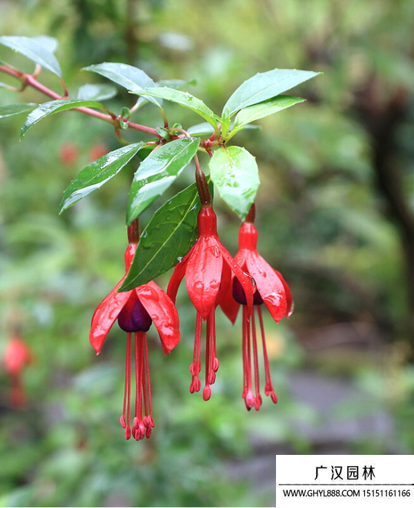 燈籠花