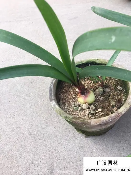紫根蘭花