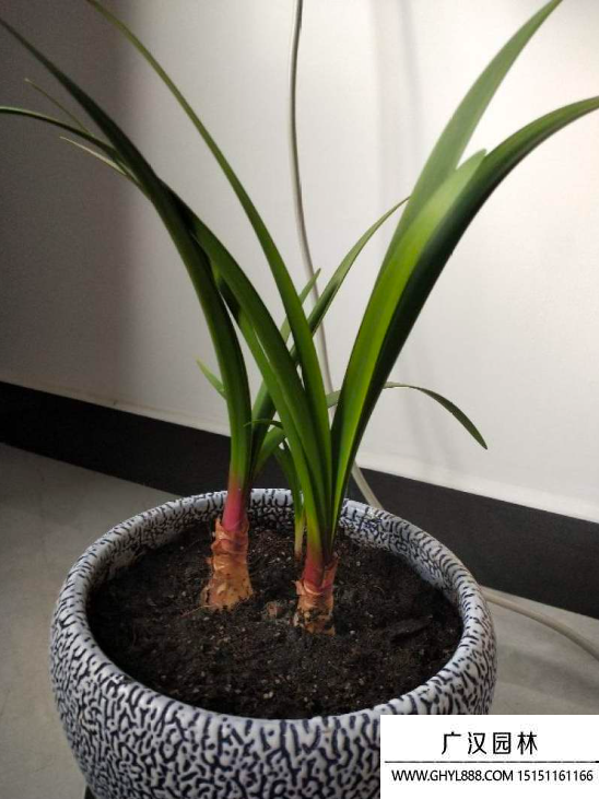 紫根蘭花