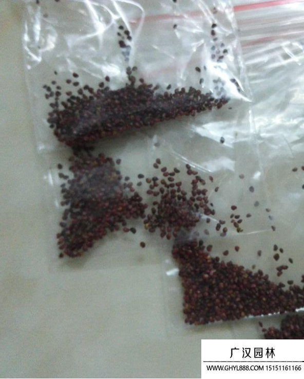 草莓種子