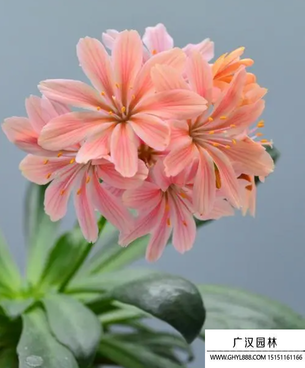 露薇花