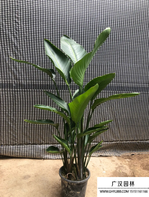 天堂鳥
