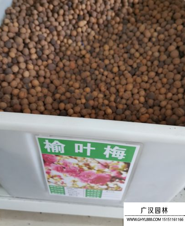 榆葉梅種子