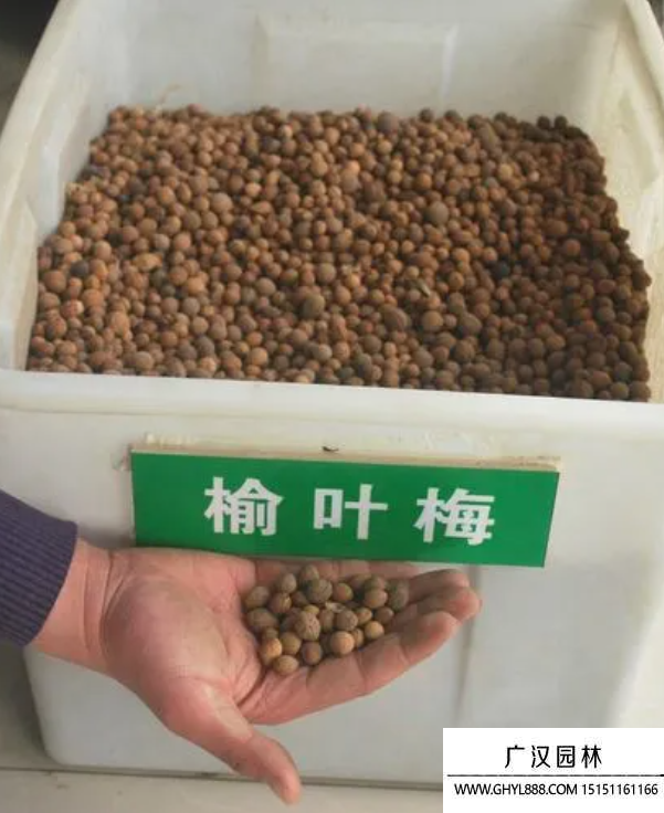 榆葉梅種子