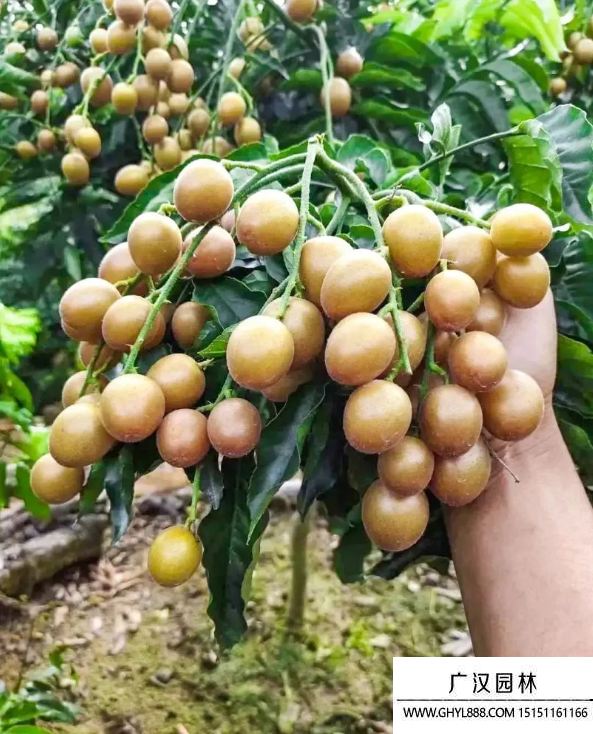 黃皮