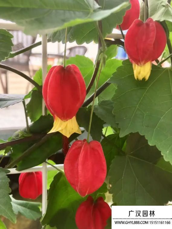 燈籠花