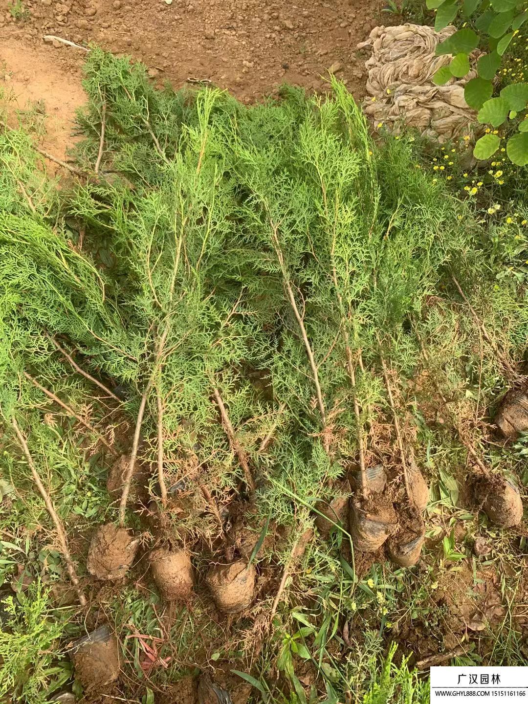 松柏樹