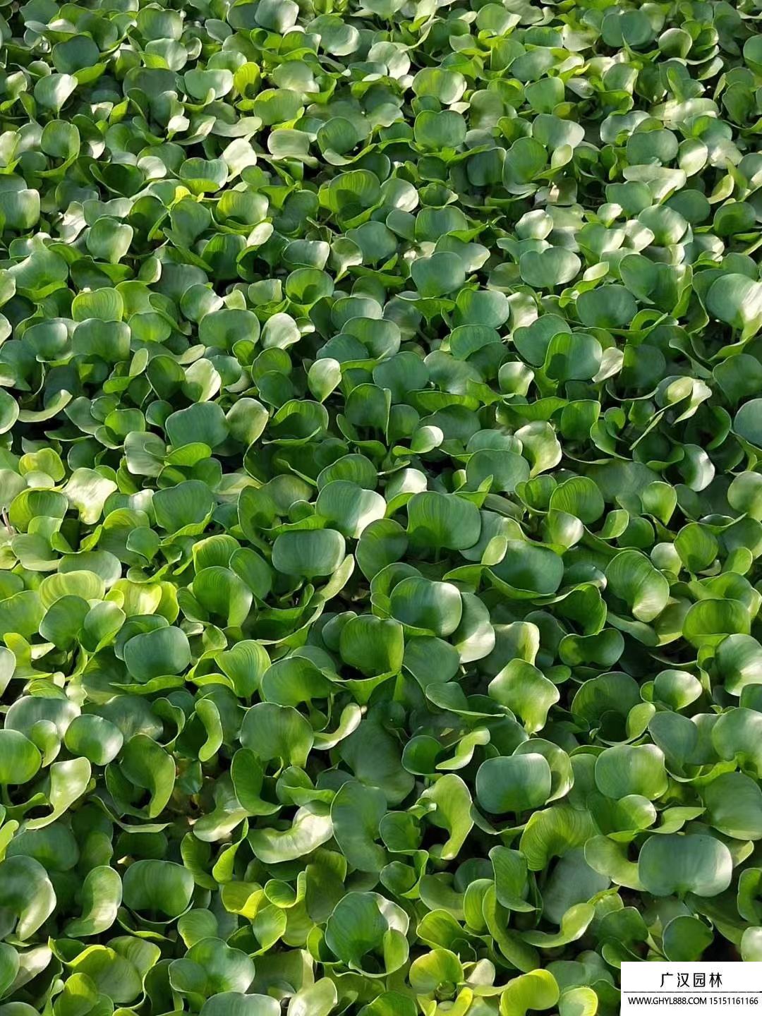 水葫蘆
