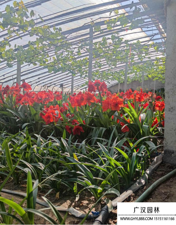 朱頂紅