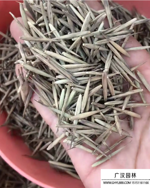 竹子種子
