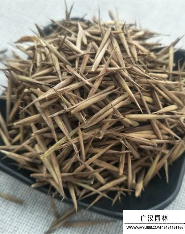 竹子種子