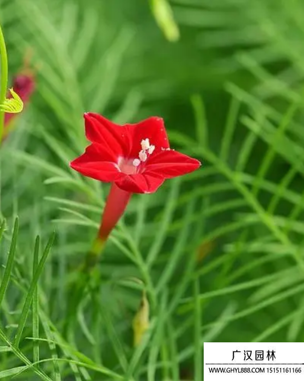 蔦蘿花