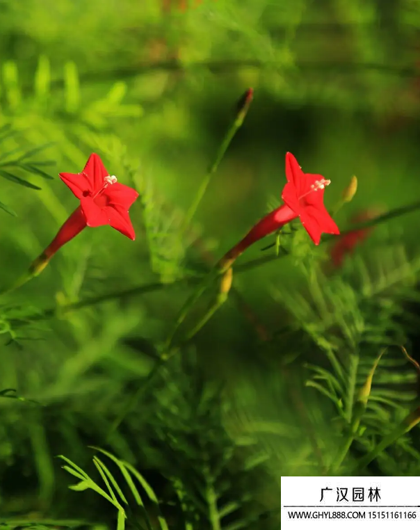 蔦蘿花
