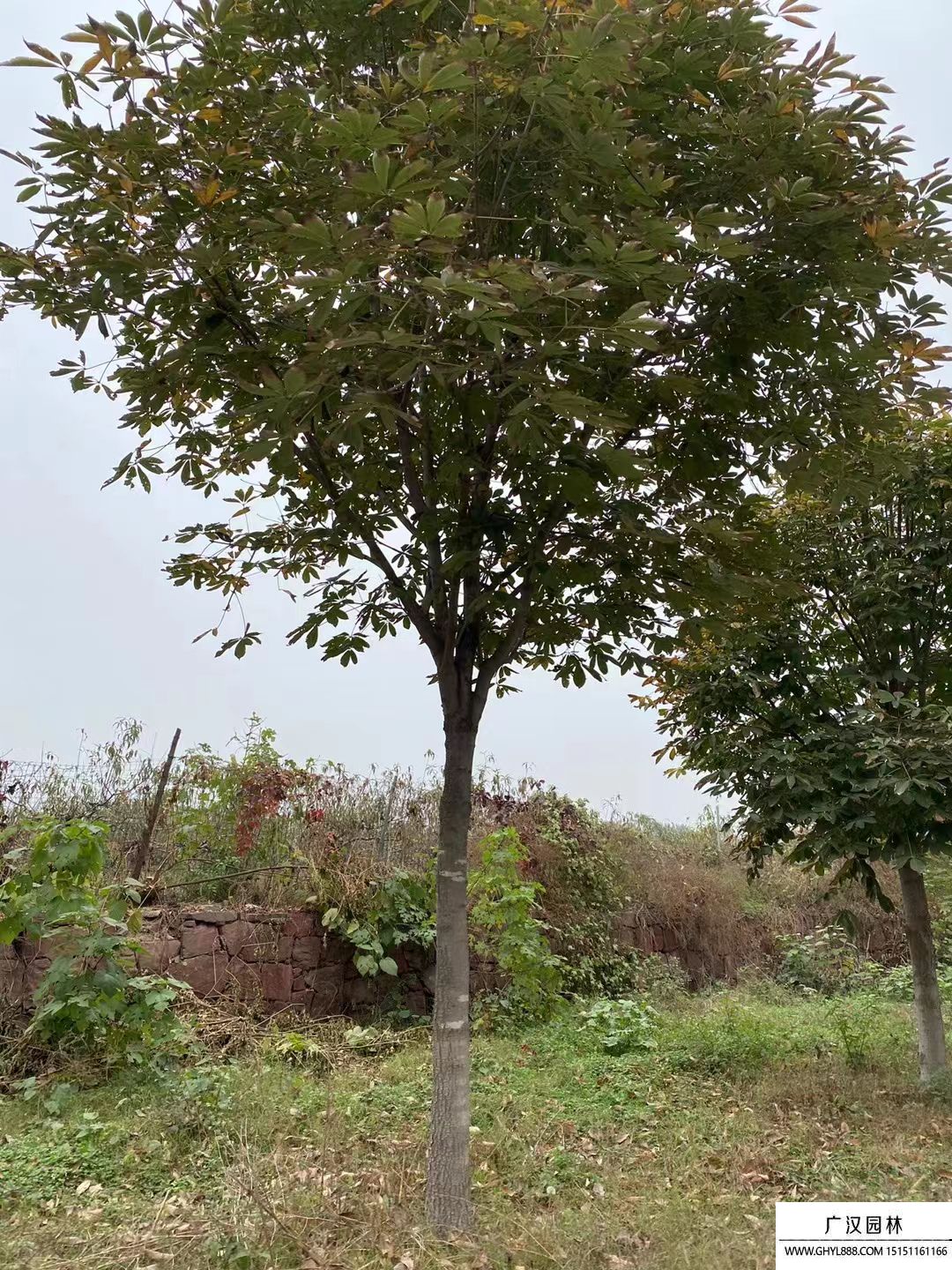 七葉樹